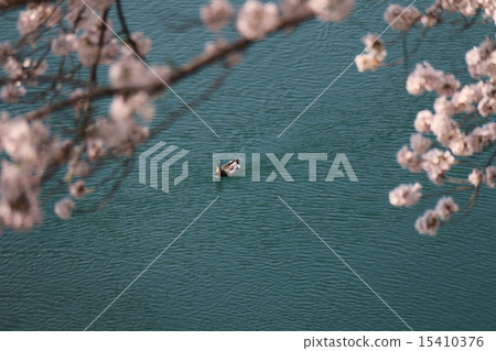 A duck swimming in the river swiftly A duck swimming in the river swiftly 15410376