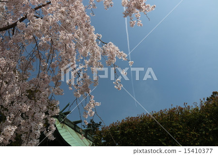 Weeping cherry blossoms and wake clouds 15410377