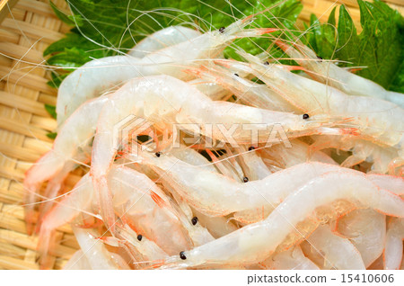 Shira shrimp (white shrimp) from Toyama Prefecture. Shira shrimp (white shrimp) from Toyama Prefecture. 15410606