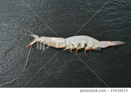 Shira shrimp (white shrimp) from Toyama Prefecture. 15410613