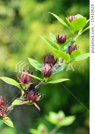 America Rowbai (Kurobana Loubai) 15410629