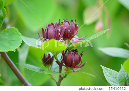 美國Rowbai(Kurobana Loubai) 美國Rowbai(Kurobana Loubai) 15410632