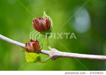 美國Rowbai（Kurobana Loubai） 15410652