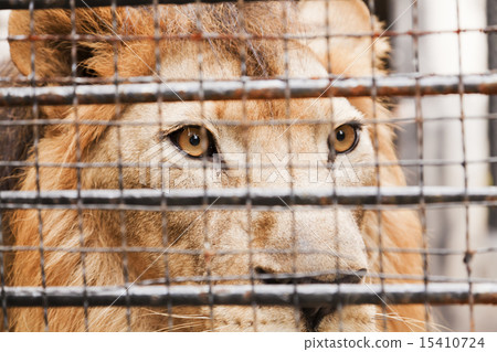 Lion in a cage 15410724
