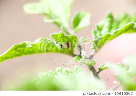 Spider mite 15410867