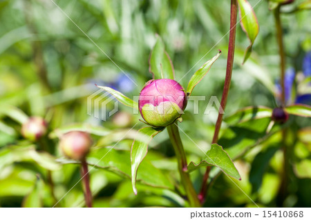 Peony of peonies 15410868