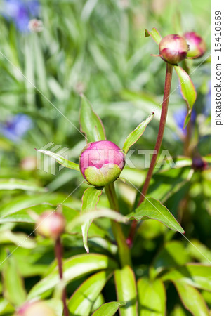 Peony of peonies 15410869