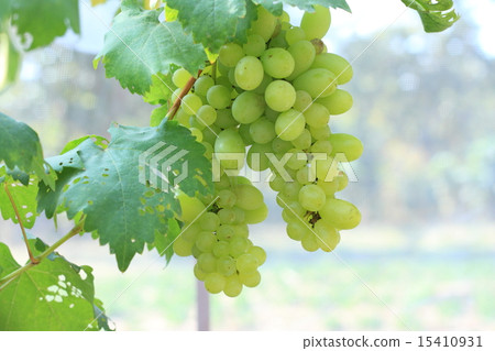 Picture of ripe green grape branch Picture of ripe green grape branch 15410931