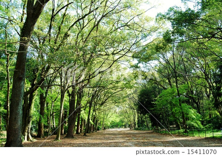 Fresh green forest 15411070