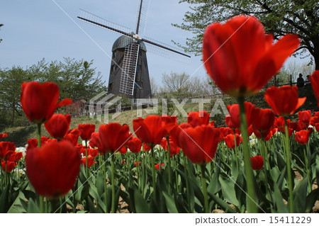 Windmills and tulips 15411229