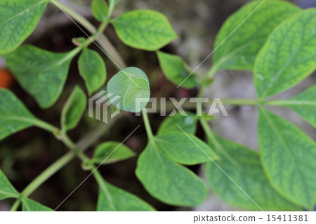 Yama peony flower bud 15411381