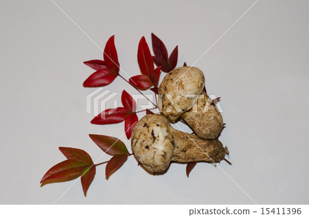 Matsutake mushrooms Matsutake mushrooms 15411396
