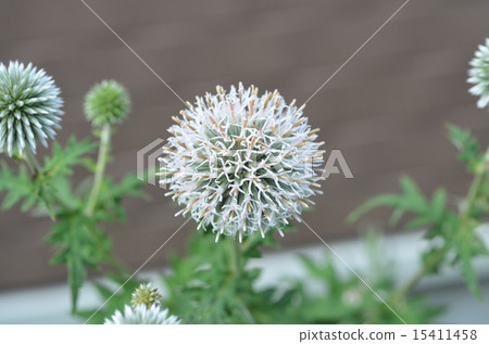 Echinopus Star Frost 15411458
