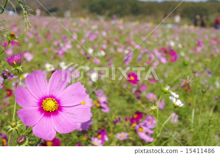 Cosmos of Sakura 15411486