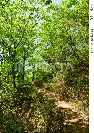High trail wrapped in fresh green High trail wrapped in fresh green 15411488