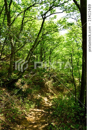 High trail wrapped in fresh green High trail wrapped in fresh green 15411489