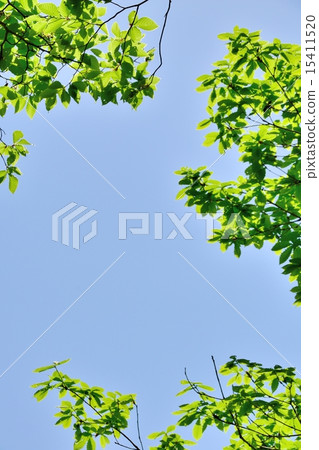 Fresh green of beech filled with light and forest Fresh green of beech filled with light and forest 15411520