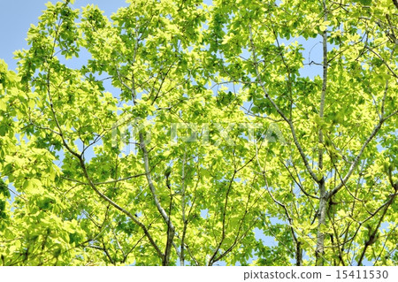 Fresh green of beech filled with light and forest 15411530