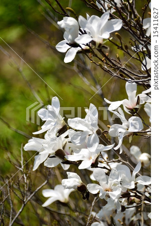 Spring Light and Tamushiba Flower 15411627