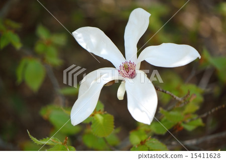 Spring Light and Tamushiba Flower 15411628