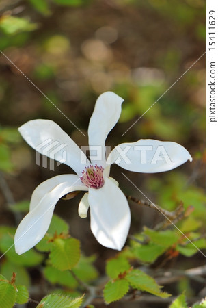 Spring Light and Tamushiba Flower 15411629