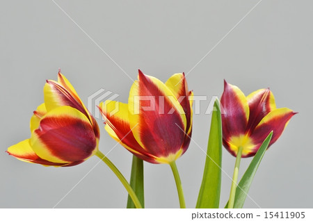 Two color blooming tulip Two color blooming tulip 15411905