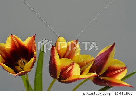 Two color blooming tulip and canvas Two color blooming tulip and canvas 15411906