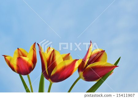 兩種顏色開花的鬱金香和天空 兩種顏色開花的鬱金香和天空 15411907
