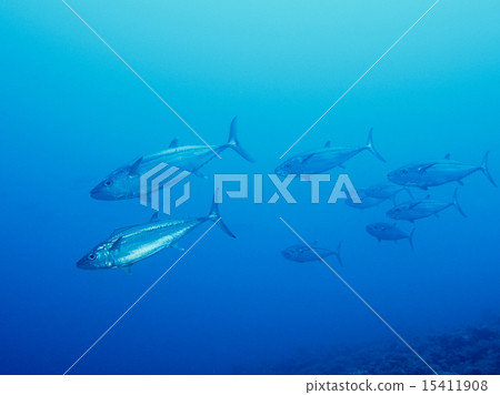 裸狐鰹 裸狐鰹 15411908