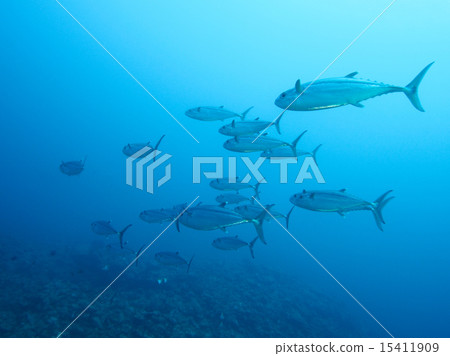 裸狐鰹 裸狐鰹 15411909