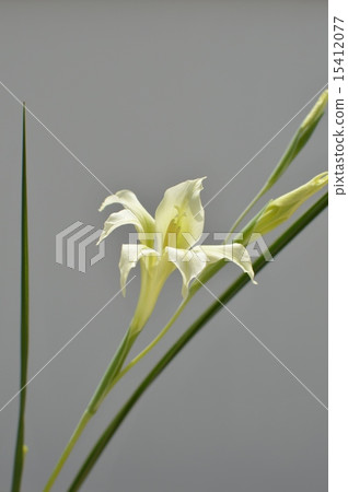 劍蘭 劍蘭 15412077