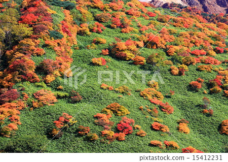 那須山的皮膚·秋葉 15412231