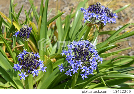 Otetsubo (Schiller Perubiana) Otetsubo (Schiller Perubiana) 15412269