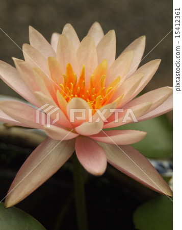 Water lily colorado Water lily colorado 15412361