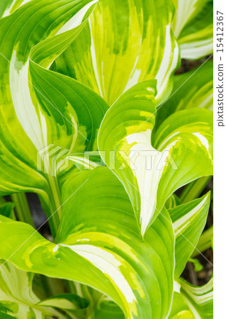 Fresh green 15412367