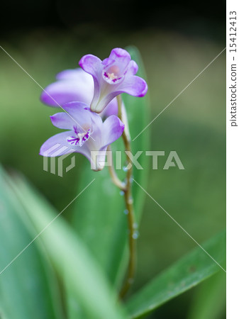 Dendrobium · kingiyanamu 15412413