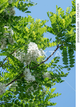 Fake acacia Fake acacia 15412414