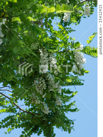 Fake acacia Fake acacia 15412415