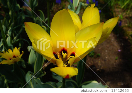 Tulip IBUKI Tulip IBUKI 15412663