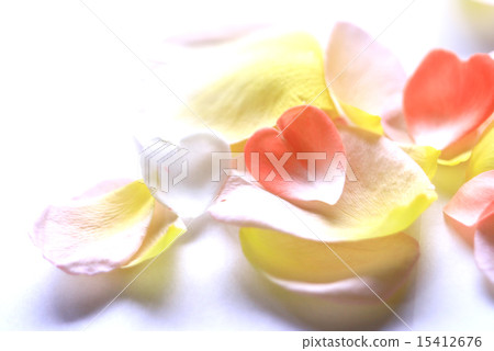 Petal Petal 15412676