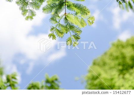 Metasekoiya 15412677