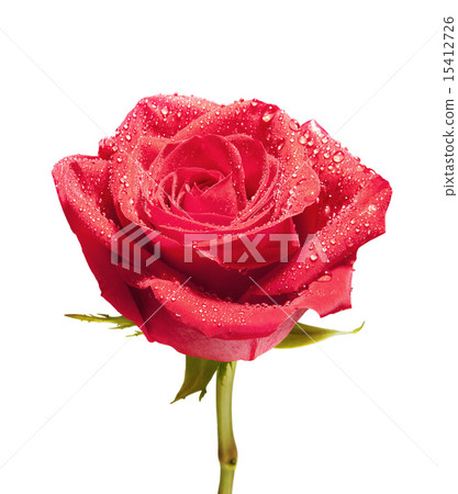 isolated close-up rose with path isolated close-up rose with path 15412726