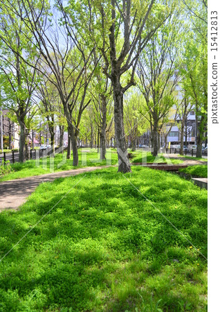 京都紫色Atsuto的中間帶 15412813