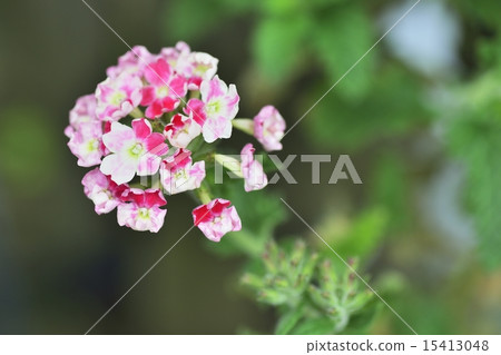 馬鞭草 馬鞭草 15413048