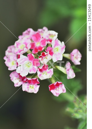 馬鞭草 馬鞭草 15413049