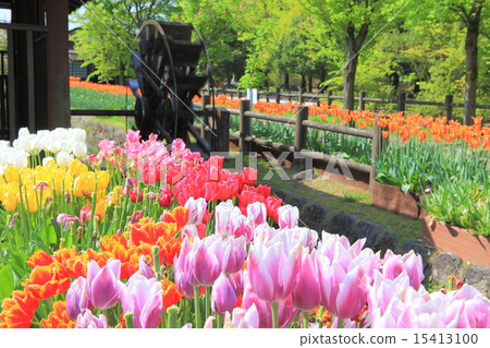 Tonami Tulip Park Tonami Tulip Park 15413100