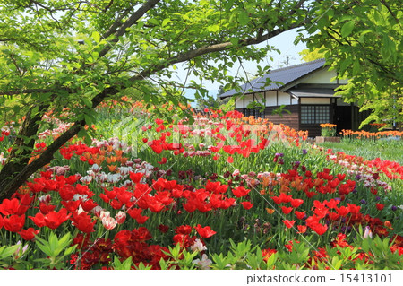 礪波鬱金香公園 15413101