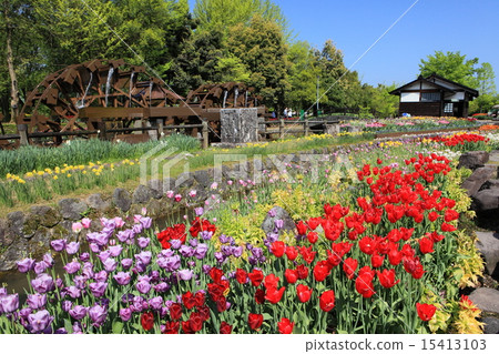 礪波鬱金香公園 15413103