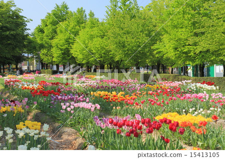 礪波鬱金香公園 礪波鬱金香公園 15413105