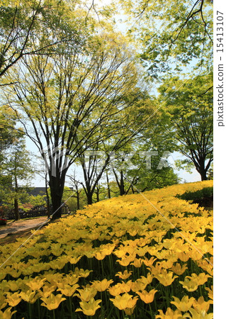 礪波鬱金香公園 礪波鬱金香公園 15413107